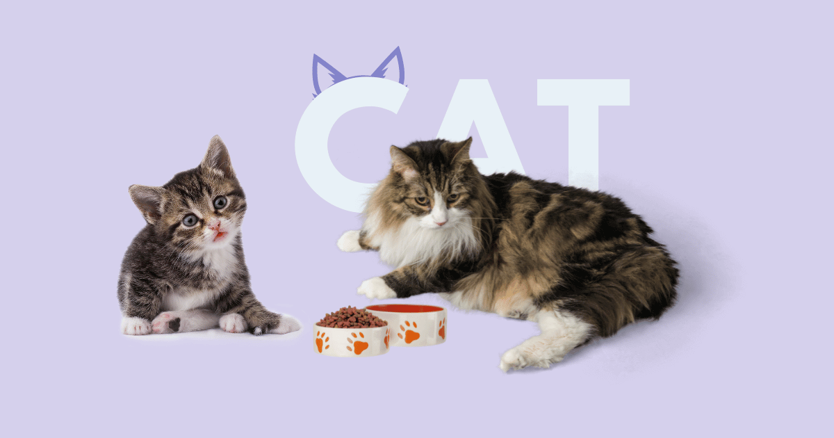 can adult cats eat kitten food safely