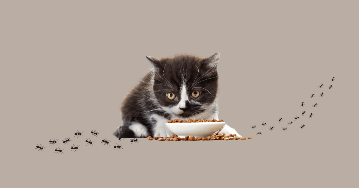 how to keep ants out of cat food